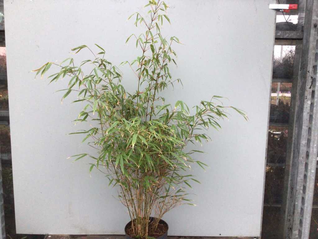 5 Bamboe