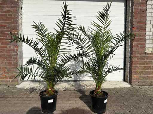 Kanarien-Dattelpalme – Mittelmeerbaum – Phoenix Canariensis – Höhe ca. 170 cm (2X)