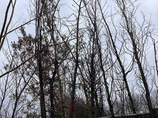 Stejar pedunculat - Arbore topiar