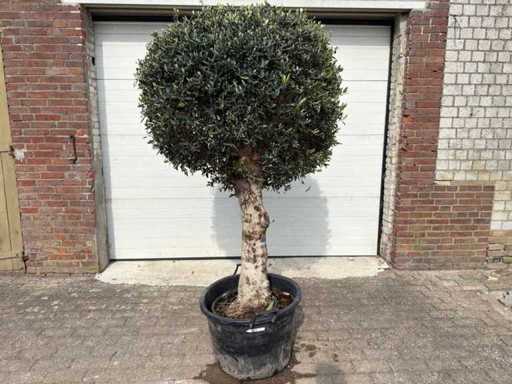 Olijfboom Ronde Bol L - Olea Europaea - Hoogte ca. 200 cm