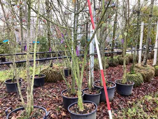 Dzika jarz?bina – drzewa wielo?odygowe