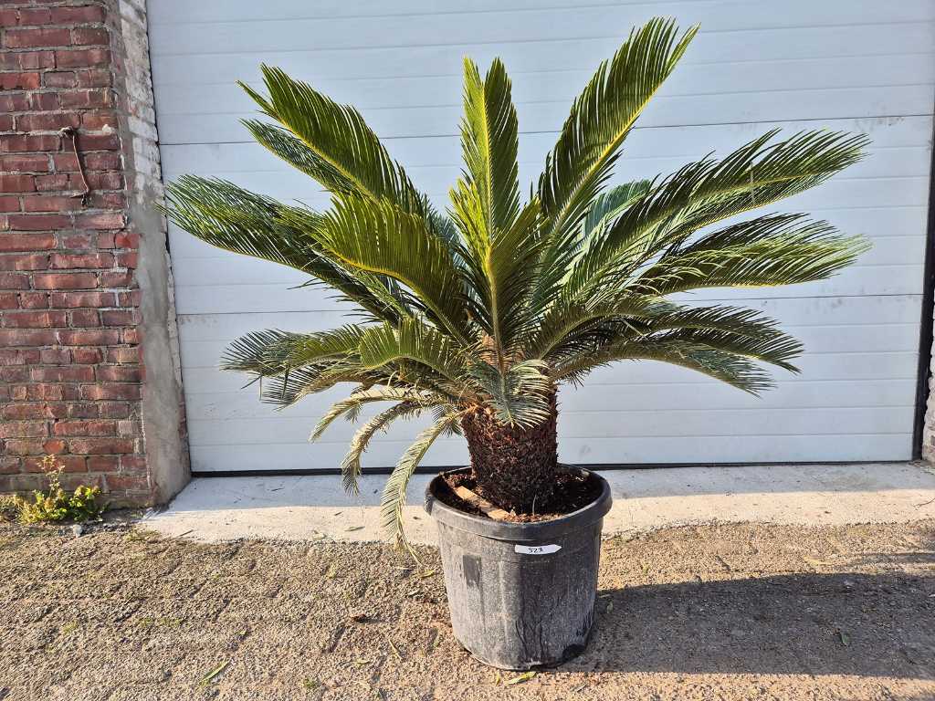 Palme des Friedens - Cycas Revoluta - Höhe ca. 100 cm