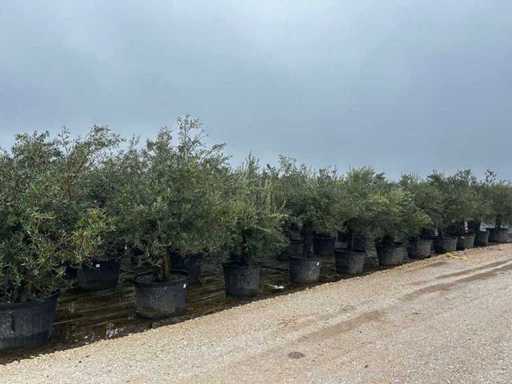 Centenary Olive Trees-Olea Europea 40UN