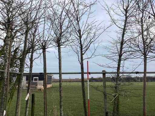 Cireșul dulce - Copacul topiar