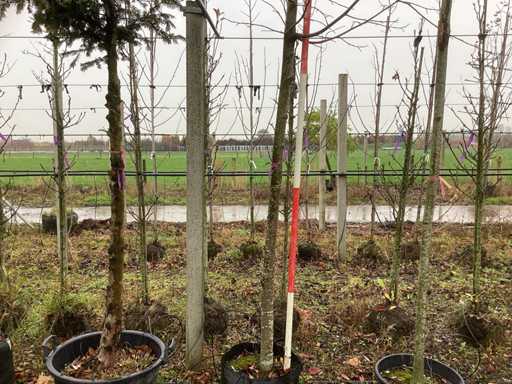 Lipa królewska – Drzewo ozdobne