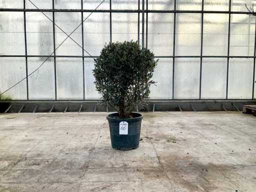 Ulivo (Olea Europaea Lessini)