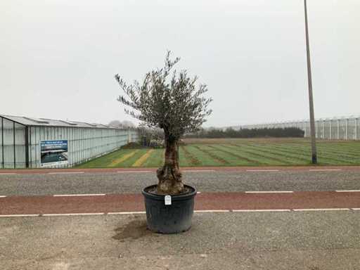 Drzewo oliwne (Olea europaea lessini)