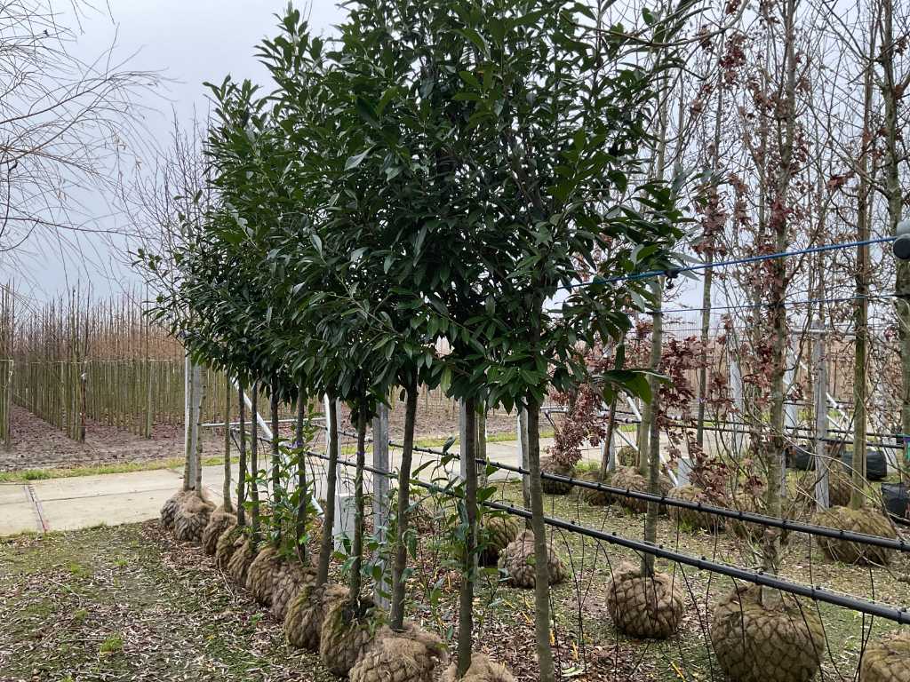 laurel evergreen (3x)