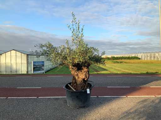 Olive tree (Olea Europaea Lessini)