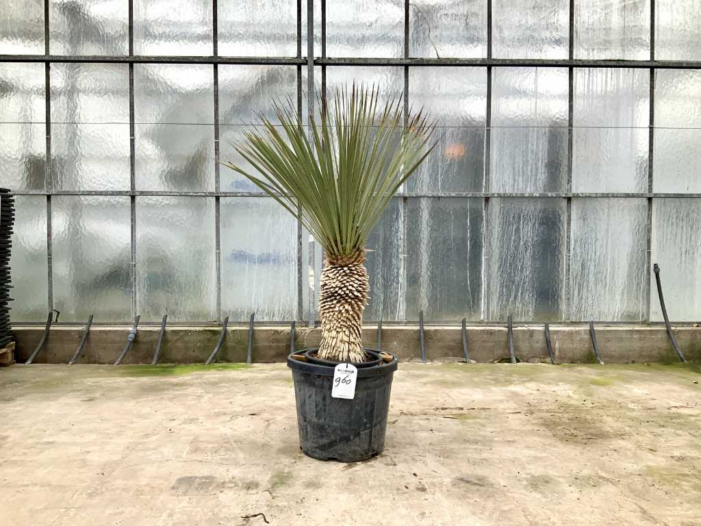 Palme (Yucca Rostrata)