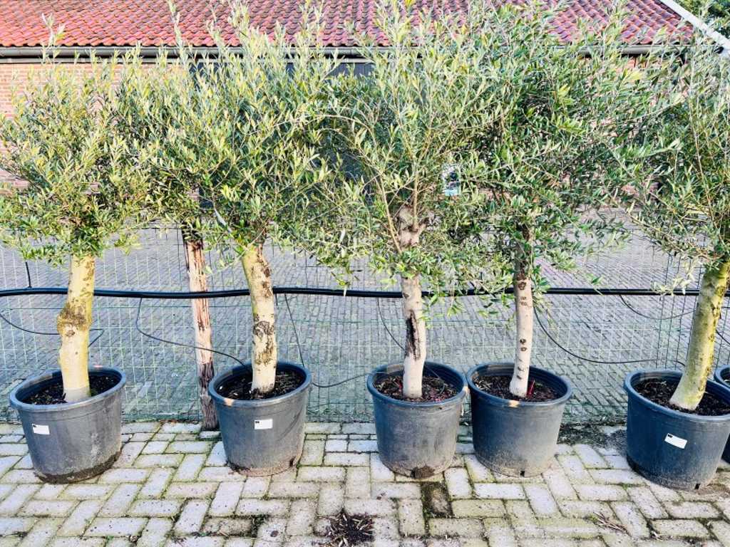 olijfboom stamomvang 20/40cm 