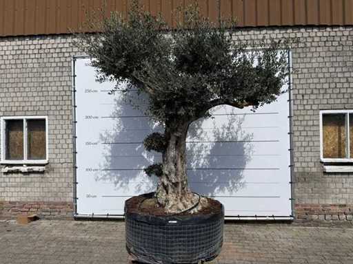 Olive tree bonsai ball shape XL - Olea Europaea - approx. 100 years old - height approx. 280 cm