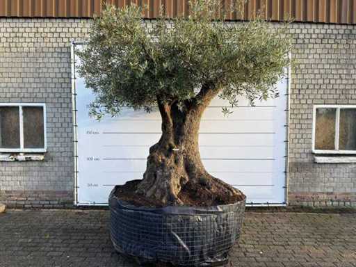Olive tree bonsai XXL - Olea Europaea - approx. 250 years old - height approx. 290 cm