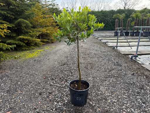 Citrus Limequat 130cm