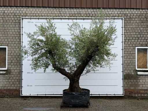 Olive tree Bonsai branched - Olea Europaea - approx. 120 years old - height approx. 280 cm