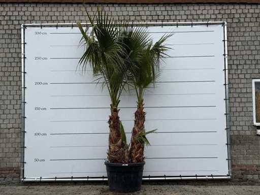 Mexican fan palm multi-stemmed - Washingtonia Robusta - height approx. 280 cm