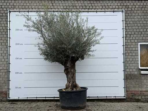 Olive tree Bonsai XL - Olea Europaea - approx. 80 years old - height approx. 290 cm