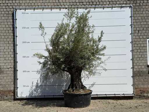 Tortuga de măslin - Olea Europaea - aprox. 80 de ani - înălțime aprox. 250 cm