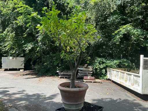 Zitronenbaum