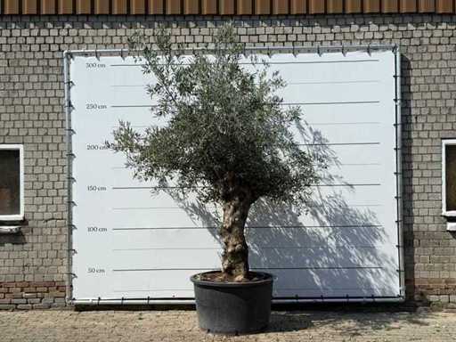Bonsai d'ulivo - Olea Europaea - circa 80 anni - altezza circa 270 cm