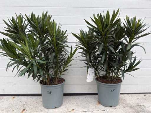 Nerium Oleander WHITE - height approx. 70 cm (2X)