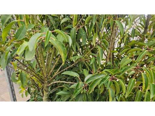 Set de 10 laurii portugheze de cireș - aprox. 150 cm - Hardy