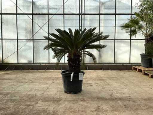Palma (Cycas revoluta)