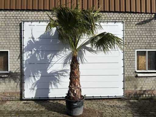 Mexican fan palm on stem - Washingtonia Robusta - height approx. 300 cm 
