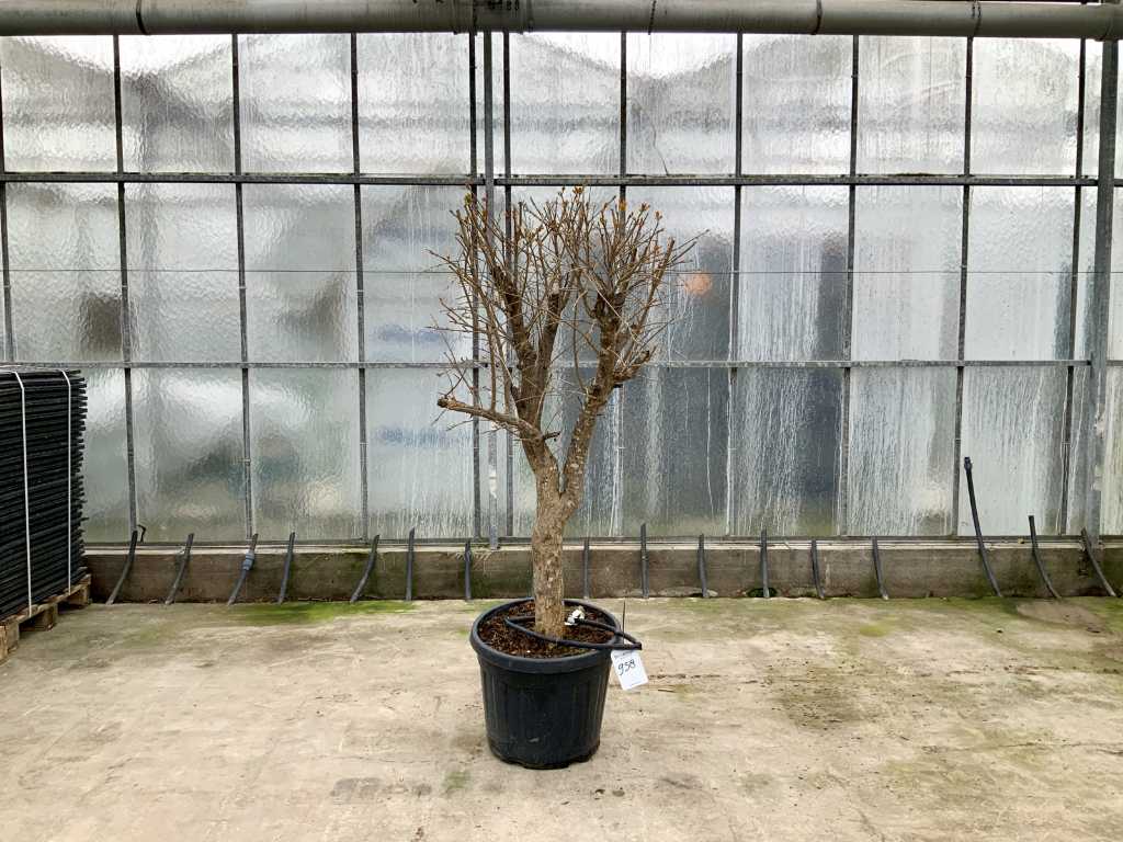 albero di melograno (Punica Granatum)