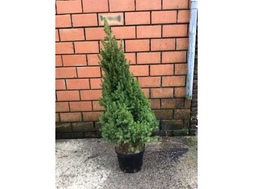 Conifeersoort - Conica (x15)