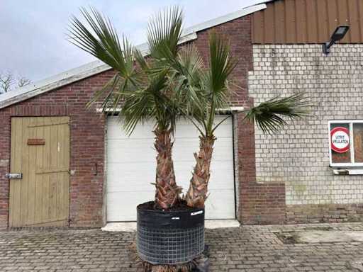 Palmier éventail mexicain - Washingtonia Robusta - Hauteur environ 280 cm
