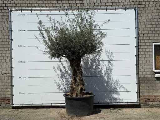 Olive tree Bonsai - Olea Europaea - approx. 80 years old - height approx. 280 cm