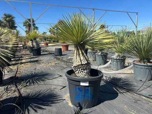 Yucca Rostrata