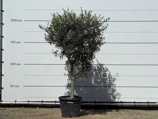 Olivenbaum Andalucia L – Olea Europaea – ca. 50 Jahre alt – Höhe ca. 210 cm