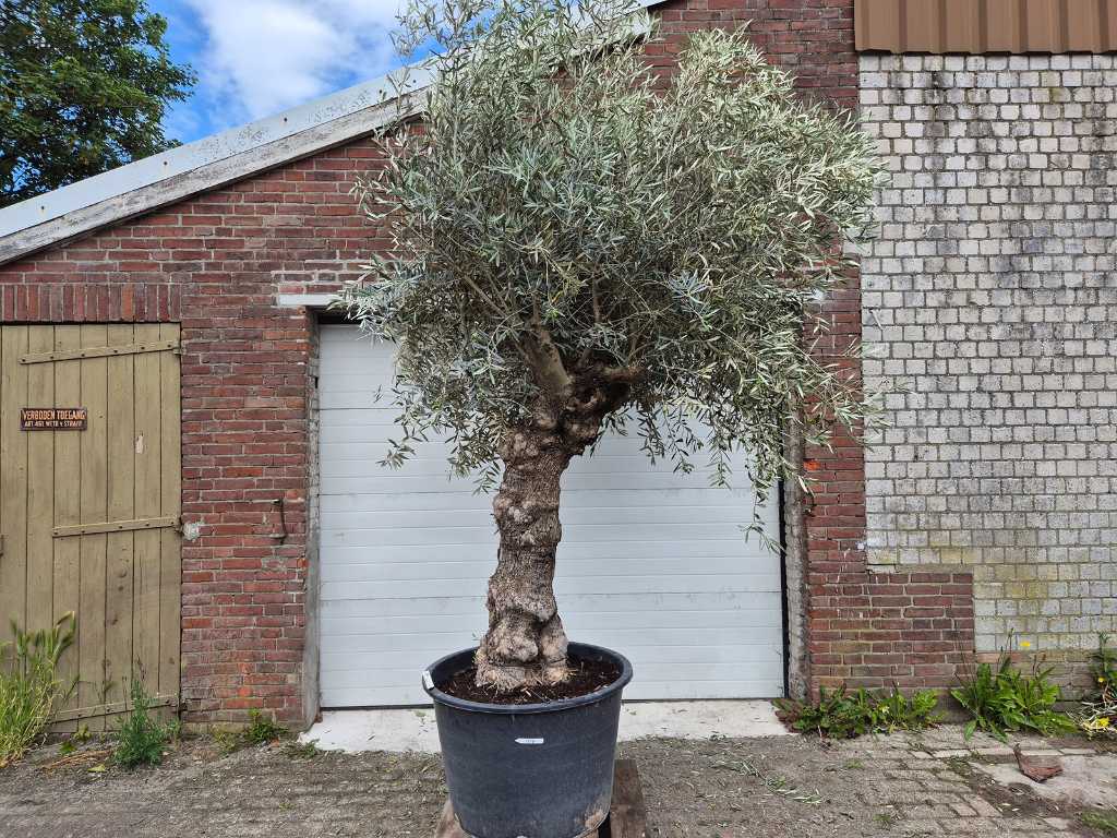 Olijfboom Bonsai XL - Olea Euopaea - hoogte ca. 350 cm