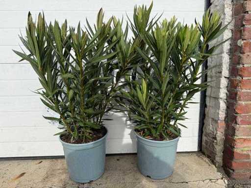2x rosso oleandro - Nerium Oleander - altezza circa 80 cm