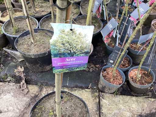 Assortiment Sierstammen - Acer - Prunus Kanzan - Salix - Syringen (x20)