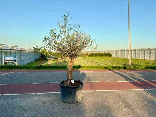 Olijfboom (Olea Europaea Lessini)