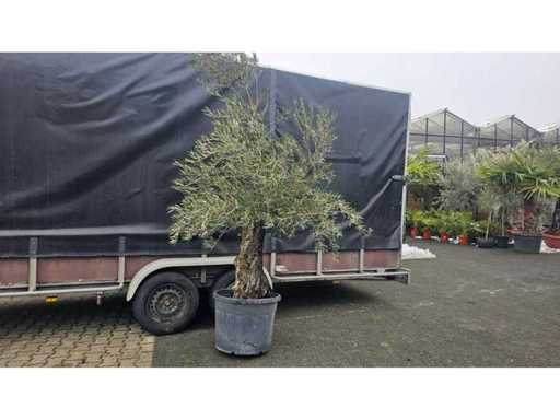 Măslin magnific (Olea europaea) - Trunchi noduros - 180 cm