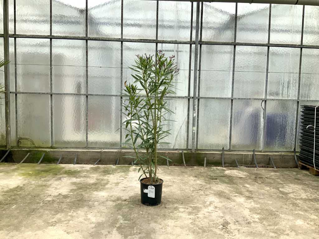 Leandru roșu (Nerium oleander)