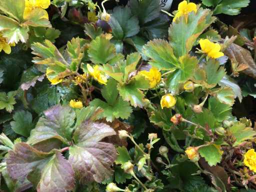 Bodembedekkers - Waldsteinia (x100)