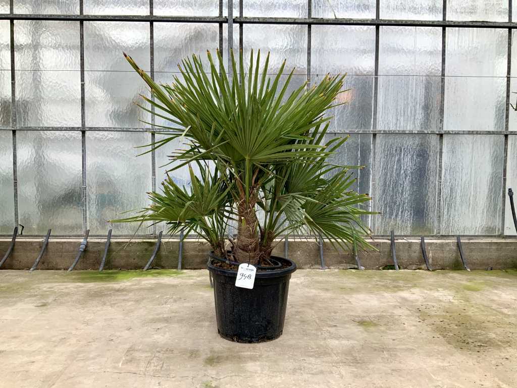 Palm tree multi-stemmed (Trachycarpus Fortunei)