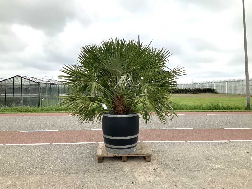palma wielopniowa w beczce po winie (Chamaerops Humilis)