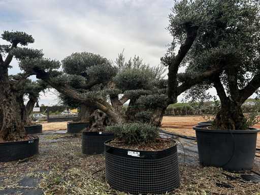 GREAT AUCTION OF CENTENARY OLIVE TREES!
