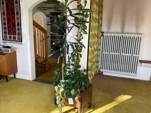 Plantă de apartament