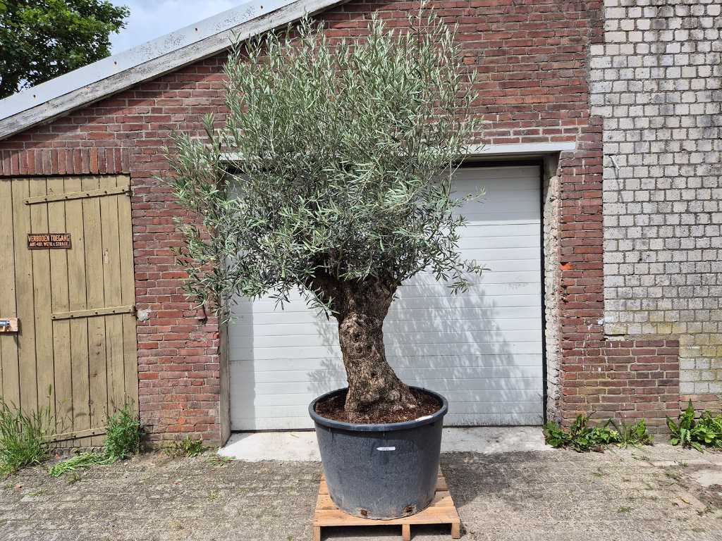 Drzewko oliwne Bonsai - Olea Euopaea - wysokość ok. 300 cm