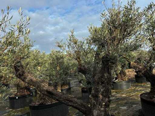 Hundertjährige Olivenbäume – Olea Europea