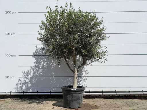 Olive tree Andalucia L - Olea Europaea - approx. 50 years old - height approx. 200 cm