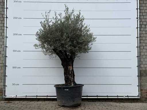 Olive tree old skin - Olea Europaea - approx. 80 years old - height approx. 250 cm