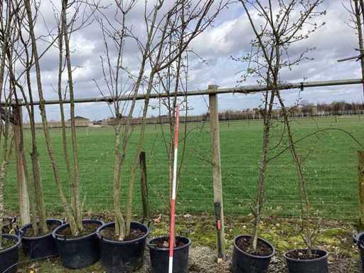 Mela selvatica - Alberi a più steli (3 volte)